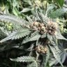 bigbud78