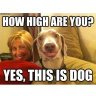 yesdog