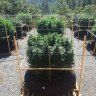 Oppogrow