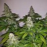 Buddaone1