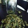 Cashcrop