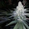 Fancy Weed