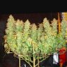 Stashthehash