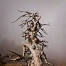OldPine