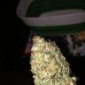 Mrgoodbud