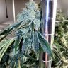 MrSmokestack