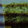 SEcrEt Skunk