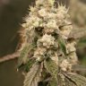 captiankush