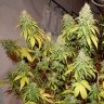G13Skunk