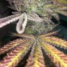 Dr nugs