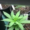 GrowNE420