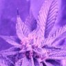 Jimbohigh420