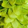 Hoptastic