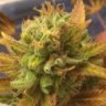 Stoney M