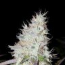 LHO.inc