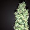 Odin91
