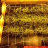 OGKUSH 99