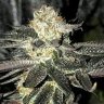 MrKush415