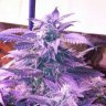 Maine.Grower