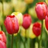 Tulip