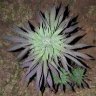 PurplePlants