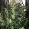 Hydro head