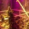 MIMediGrow