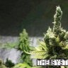 RileyJ420