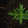 GreenZion