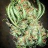 DyadGenetics