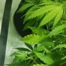 Canna689