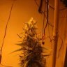 ibesmokin