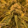 Mylo Grow