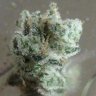 Grow A Nug