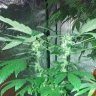 Solidhippy