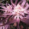 Ot420
