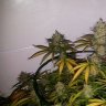 UKcannasseur