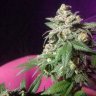 Migrows