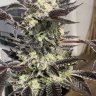 Pheno Farms