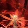 LoudpackzUk