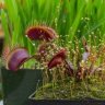 RedHotPoker