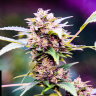 Medicinemang