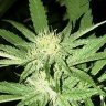 calygrownog