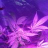 Newfiegrower