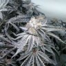 Welshsmoker1