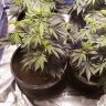 BudForCancer