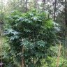 Canna rt802