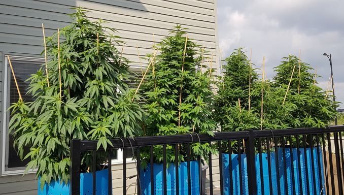 www.thcfarmer.com