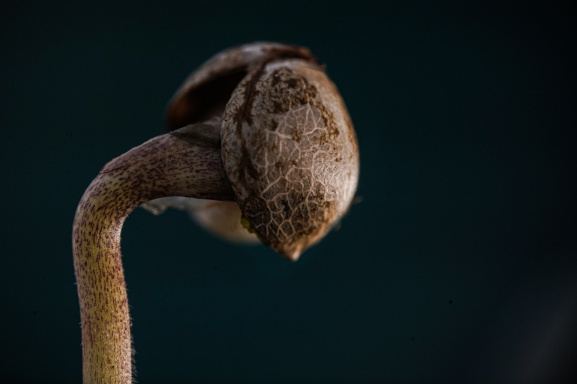 www.thcfarmer.com