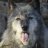 Dalonewolf